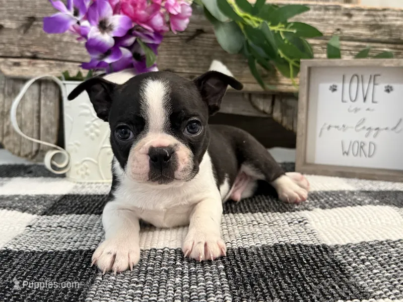 Oscar – Boston Terrier puppy for sale in Shipshewana, IN