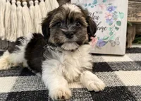 Forrester, a male Havanese for sale in Shipshewana, IN – 4 of 6