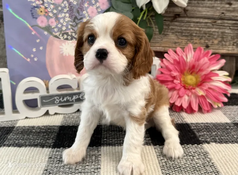 Morgan – Cavalier King Charles Spaniel puppy for sale in Shipshewana, IN