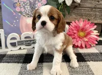 Morgan, a female Cavalier King Charles Spaniel for sale in Shipshewana, IN – 1 of 6