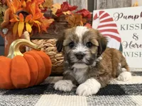 Rafe, a male Havanese for sale in Shipshewana, IN – 2 of 6