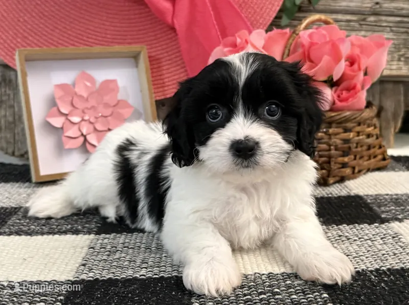Nica – Bichon Frise, Cavalier King Charles Spaniel puppy for sale in Shipshewana, IN