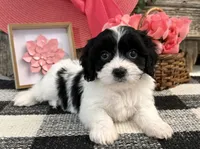 Nica, a female Bichon Frise and Cavalier King Charles Spaniel for sale in Shipshewana, IN – 1 of 6