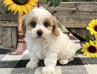 Delight, a female Bichon Frise and Cavalier King Charles Spaniel for sale in Shipshewana, IN – 2 of 6