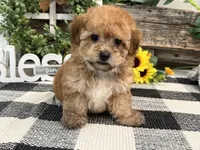 Burgundy, a female Havanese and Poodle - Miniature  for sale in Shipshewana, IN – Photo 4 of 6
