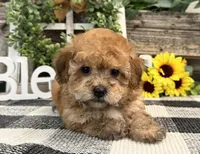 Burgundy, a female Havanese and Poodle - Miniature  for sale in Shipshewana, IN – Photo 2 of 6