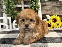 Burgundy, a female Havanese and Poodle - Miniature  for sale in Shipshewana, IN – Photo 3 of 6