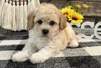 Grady, a male Bichon Frise and Poodle - Toy  for sale in Shipshewana, IN – 4 of 6