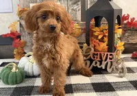Komet, a male Cavalier King Charles Spaniel and Poodle - Toy  for sale in Shipshewana, IN – 3 of 6