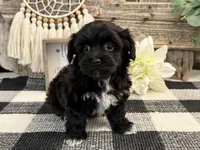 Bronson, a male Havanese and Poodle - Miniature  for sale in Shipshewana, IN – Photo 2 of 6
