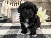 Bronson, a male Havanese and Poodle - Miniature  for sale in Shipshewana, IN – Photo 1 of 6