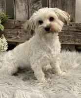 Bronson, a male Havanese and Poodle - Miniature  for sale in Shipshewana, IN – Photo 6 of 6