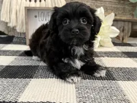 Bronson, a male Havanese and Poodle - Miniature  for sale in Shipshewana, IN – Photo 4 of 6