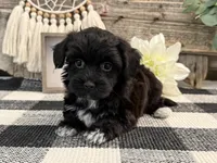 Bronson, a male Havanese and Poodle - Miniature  for sale in Shipshewana, IN – Photo 3 of 6