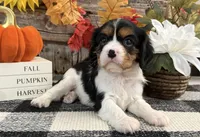Jaycee, a female Cavalier King Charles Spaniel for sale in Shipshewana, IN – 2 of 6