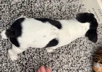 Galaxy, a male Boston Terrier for sale in Shipshewana, IN – 5 of 7