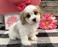Devine, a female Bichon Frise and Cavalier King Charles Spaniel for sale in Shipshewana, IN – 3 of 6