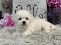 Flair, a female Bichon Frise for sale in Shipshewana, IN – Photo 3 of 6