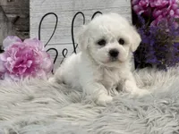 Flair, a female Bichon Frise for sale in Shipshewana, IN – Photo 2 of 6
