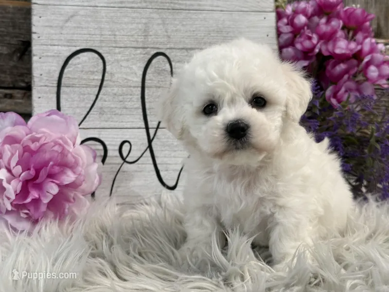Flair – Bichon Frise puppy for sale in Shipshewana, IN