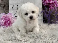 Flair, a female Bichon Frise for sale in Shipshewana, IN – Photo 4 of 6