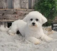 Sentinel, a male Bichon Frise for sale in Shipshewana, IN – 6 of 6