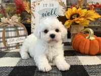 Brody, a male Bichon Frise for sale in Shipshewana, IN – 2 of 6