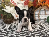 Gemma, a female Boston Terrier for sale in Shipshewana, IN – 4 of 7