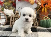 Darcy, a female Bichon Frise for sale in Shipshewana, IN – 2 of 6