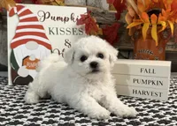 Slater, a male Bichon Frise for sale in Shipshewana, IN – 3 of 6