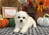 Soprano, a female Bichon Frise for sale in Shipshewana, IN – 2 of 6