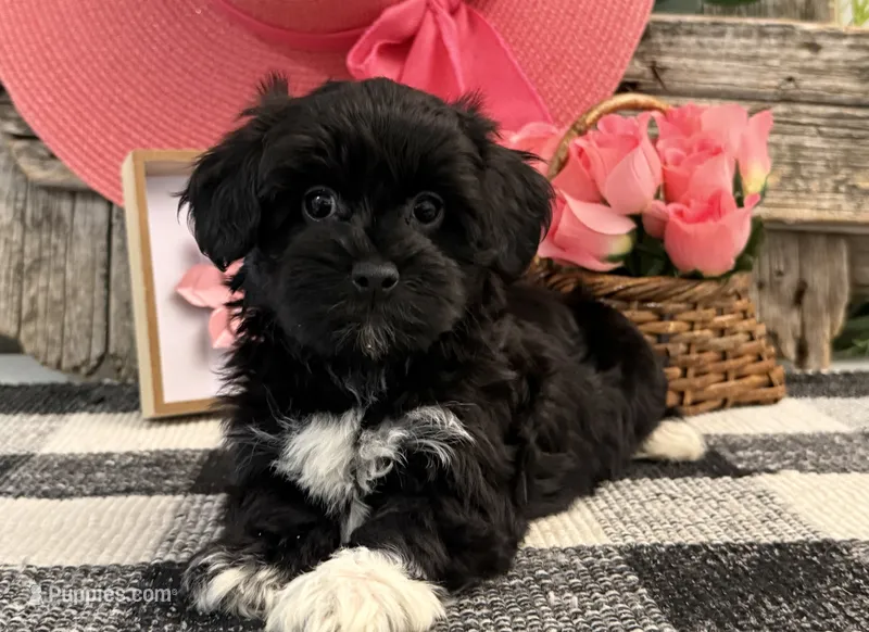 Laylin – Havanese, Poodle - Toy  puppy for sale in Shipshewana, IN