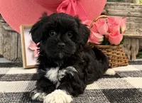 Laylin, a female Havanese and Poodle - Toy  for sale in Shipshewana, IN – 1 of 6