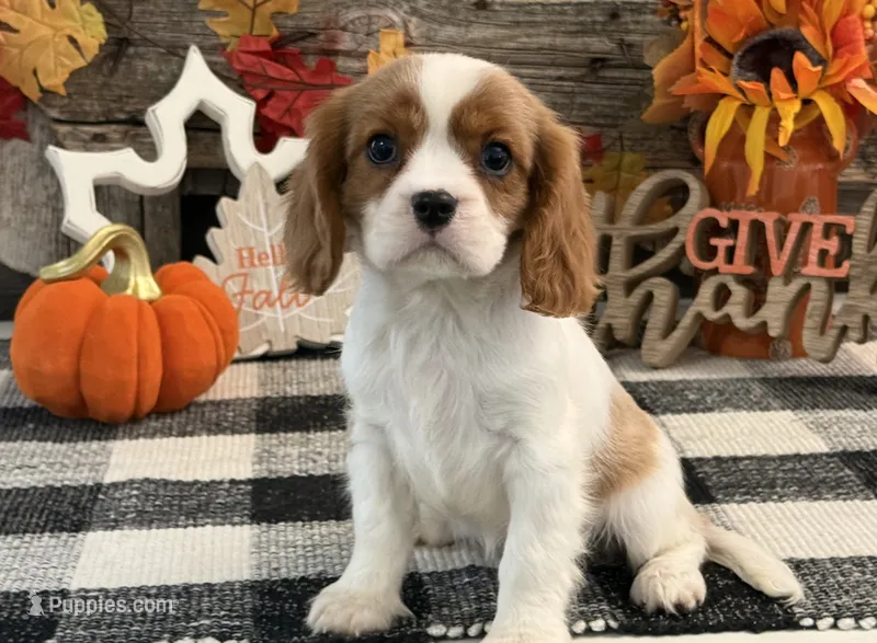 Jazmin – Cavalier King Charles Spaniel puppy for sale in Shipshewana, IN
