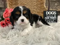 Harper, a female Cavalier King Charles Spaniel for sale in Shipshewana, IN – Photo 3 of 4