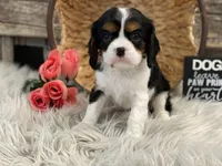 Harper, a female Cavalier King Charles Spaniel for sale in Shipshewana, IN – Photo 2 of 4