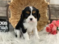 Harper, a female Cavalier King Charles Spaniel for sale in Shipshewana, IN – Photo 4 of 4