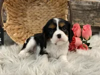 Harper, a female Cavalier King Charles Spaniel for sale in Shipshewana, IN – Photo 1 of 4