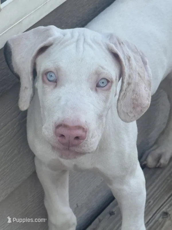 Kelly akc – Great Dane puppy for sale in Peyton, CO