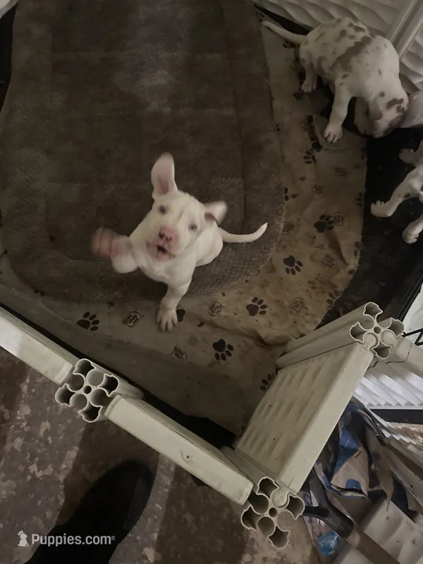 Kelly akc – Great Dane puppy for sale in Peyton, CO