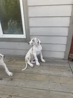 Ricky Jr akc, a male Great Dane for sale in Peyton, CO – 8 of 9