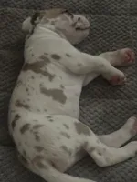 Ricky Jr akc, a male Great Dane for sale in Peyton, CO – 6 of 7