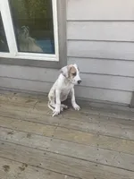 Ricky Jr akc, a male Great Dane for sale in Peyton, CO – 7 of 9