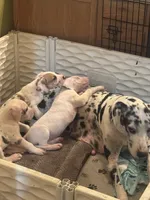 Kelly akc, a female Great Dane for sale in Peyton, CO – 6 of 7