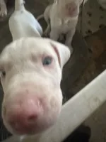 Kelly akc, a female Great Dane for sale in Peyton, CO – 2 of 7