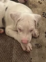 Joey akc, a male Great Dane for sale in Peyton, CO – 6 of 6