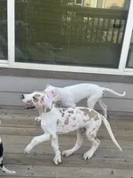 Ricky Jr akc, a male Great Dane for sale in Peyton, CO – 4 of 9