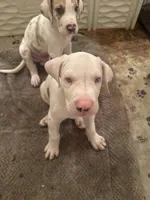 Joey akc, a male Great Dane for sale in Peyton, CO – 4 of 6