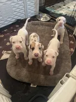Joey akc, a male Great Dane for sale in Peyton, CO – 2 of 6