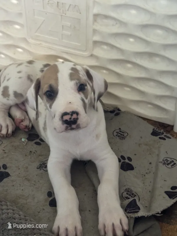 Ricky Jr akc – Great Dane puppy for sale in Peyton, CO
